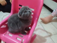 A Kalite sıfır kulak scottish fold