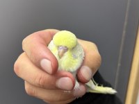 Ele Kola Alıştırmalık Üst Düzey Erkek Şhow Jumbo Muhabbet