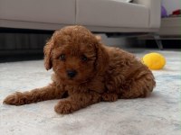 Sağlık Garantili Toy Poodle Yavrular