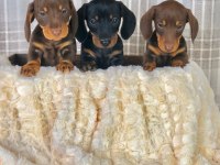 Dachshund ( Sosis Köpek ) Yavruları
