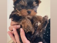 Yorkshire terrier yavrularımız dişi erkek mevcut