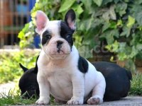 A KALİTE FRENCH BULLDOG YAVRULAR [BOŞ GEÇME]
