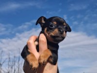 Teslime hazır yavru köpeklerimiz