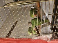 El besleme yem kırmaya başladılar pakistan bebek