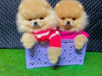 Sevimli Ayı Surat Pomeranian Yavrular Şehird. Gönderilir