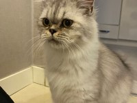 1 Yaşında Exotic British Longhair oğlumuz