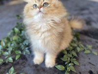 Kaliteli golden british longhair
