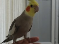 Ele alışık sultan papağanı konuşması var