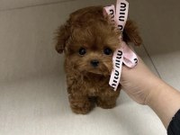 Sağlık Garantili Poodle