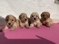 Renk renk toy poodle bebeklerim