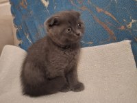 Scottish fold kedisi