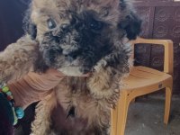 Yavru maltipoo