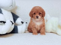 ÇİFT RENK TOY POODLE YAVRUM