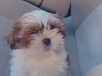 Irk sağlık garantili kimlikli bebek shih tzu
