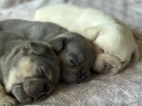 EGZOTİK FRENCH BULLDOG YAVRULARIMIZ REZERVE AÇILMIŞTIR