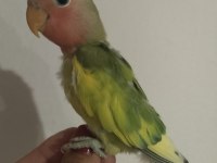 Acil sevda papağanları