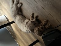 85 günlük orjinal kore maltipoo ev doğumlu kızımız
