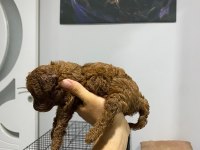 TOY POODLE KÖPEĞİ