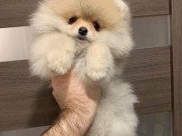 Üst kalite pomeranian ayı surat yavrularımız