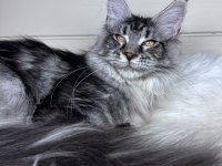 Dev maine coon dişi ns22