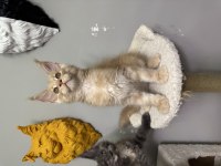 Fark ortada MAİNE COON AYŞE ARIK CATTERY