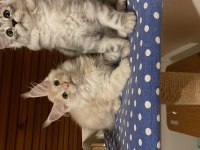 Maine coon xxxl