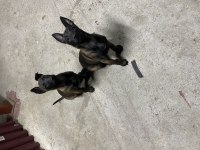 60 günlük Belçika Çoban Köpeği (Malinois)