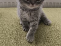 ANKARA SCOTTİSH FOLD KEDİMİZ