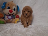 Acele Edene Dişi ve Erkek Toy Poodle Yavrular