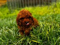 Red Brown Toy Poodle Yavru
