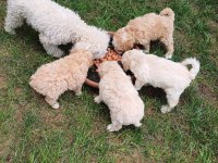Arthur ve Sakızın Maltipoo Yavruları