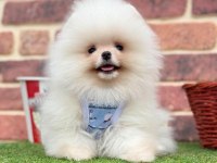 Safkan pomeranian yavrular