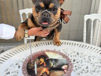 A Kalite French Bulldog