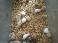 Toptan 80 adet gonzales hamster