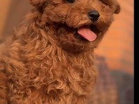 Toy Poodle Safkan