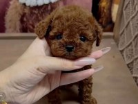 Kore Kan Tea Cup Poodle Yavrumuz