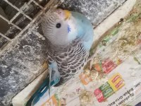 Yavru muhabbet kuşlar dişi ve erkek