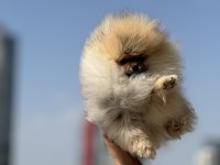 Ankaranın en elit teddy face suratlı pomeranian yavruları
