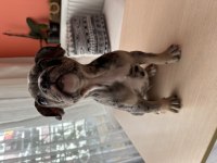 2 Aylık Erkek Merle Tan French Bulldog