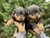 40 günlük koca kafa rottweiler yavrular