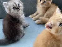 British Shorthair 50 Günlük Bebelerim