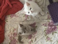 KEDİLERİMİZE ÇOK ACİL YUVA