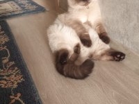 8 aylık british longhair