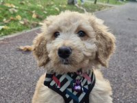 Poodle evladımız