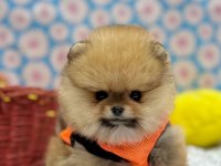 Safkan pomeranian yavrular