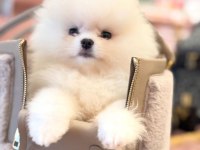 AYI SURAT POMERANİAN BOO BEBEKLER