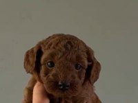 Mini toy poodle yavru red browen