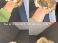 Horlan lop tavşanları