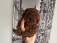 Orjinal Teacup Toy Poodle Dişi Yavrular