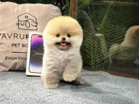 Muhteşem Güzellikte Ayı Surat Pomeranian Boo